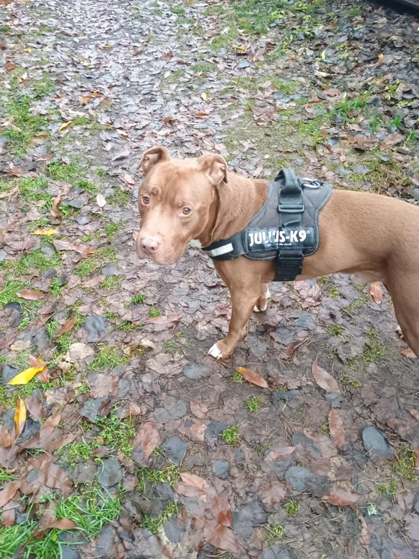 Pies do adopcji, Włocławek, 30 listopada 2025 (3/3)