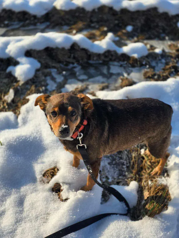 Znaleziono psa, Żywiec, 1 grudnia 2025 (4/5)