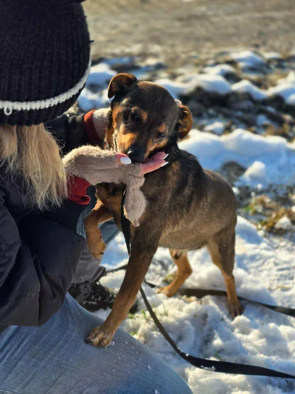 Znaleziono psa, Żywiec, 1 grudnia 2025 (5/5)