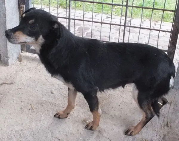 Znaleziono psa, Nowa Krępa, 17 listopada 2025