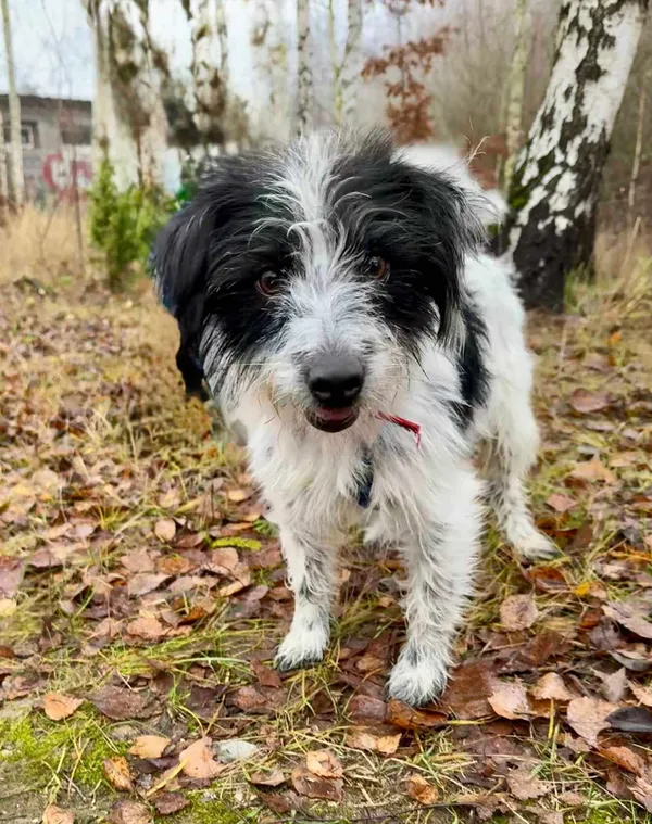 Znaleziono psa, Chojnice, 24 listopada 2025 (2/5)