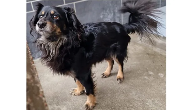 Znaleziono psa, Wrocław, 14 listopada 2025