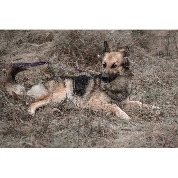 Znaleziono psa, Białystok, 30 września 2025 (3/5)