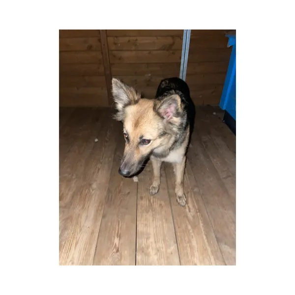 Znaleziono psa, Białystok, 30 września 2025 (5/5)