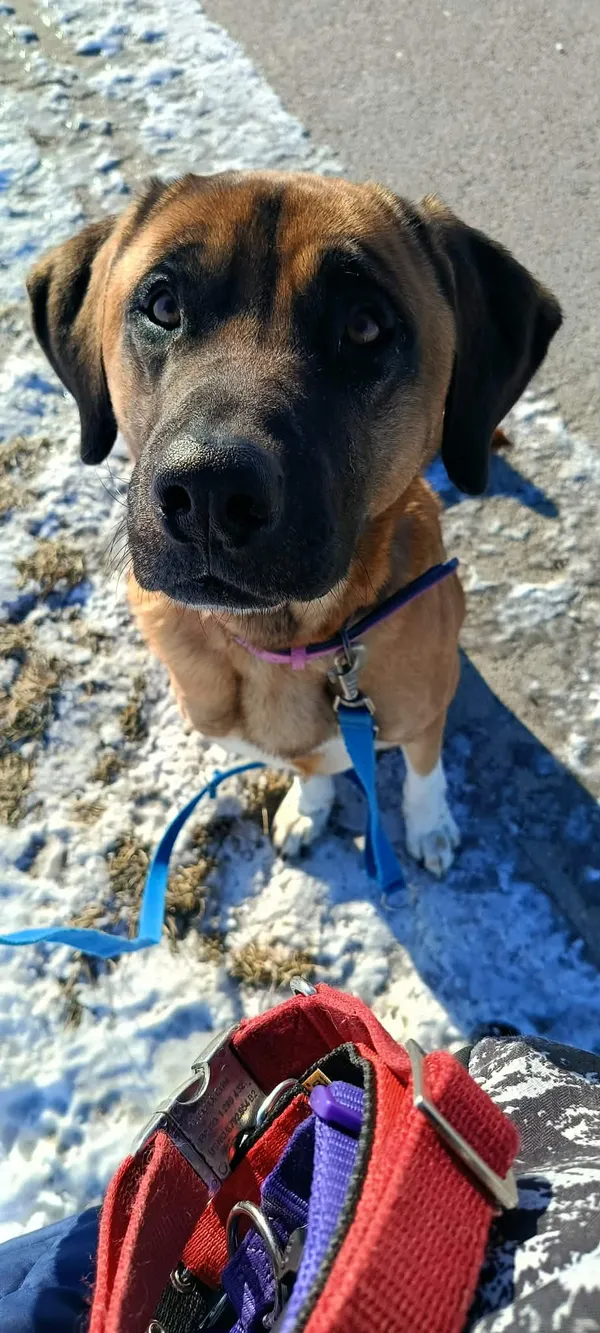 Pies do adopcji, Orzechowce, 29 listopada 2025 (4/5)