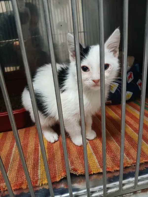 Kot do adopcji, Włocławek, 29 listopada 2025