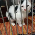 Kot do adopcji