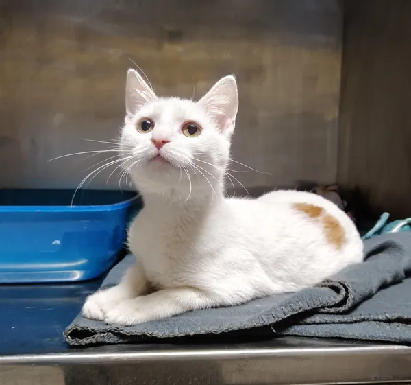 Kot do adopcji, Włocławek, 28 listopada 2025