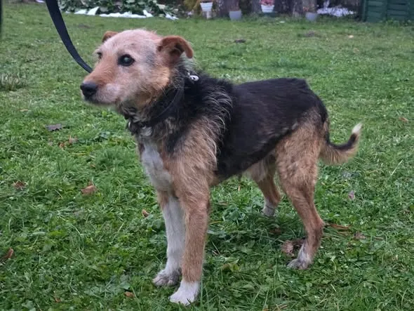 Pies do adopcji, Ropczyce, 1 grudnia 2025