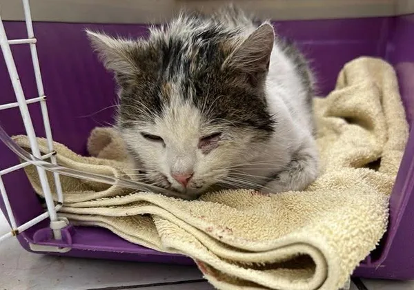 Znaleziono kota, Toruń, 1 grudnia 2025