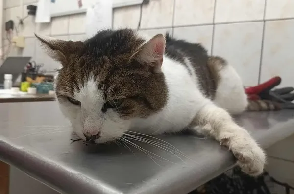 Znaleziono kota, Toruń, 1 grudnia 2025