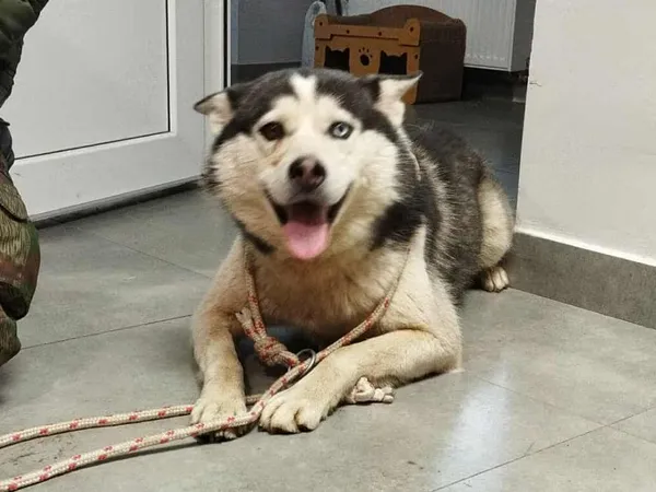 Znaleziono psa, Toruń, 1 grudnia 2025