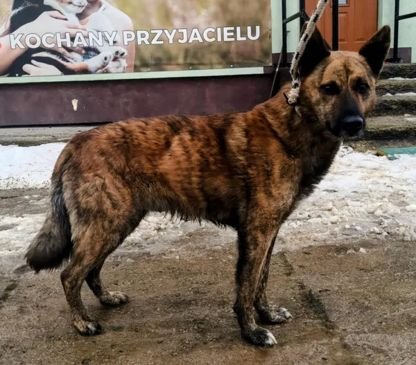 Znaleziono psa, Pieckowo, 1 grudnia 2025 (3/3)