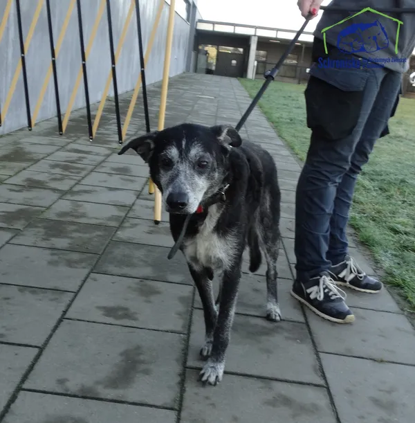 Znaleziono psa, Szczecin, 1 grudnia 2025