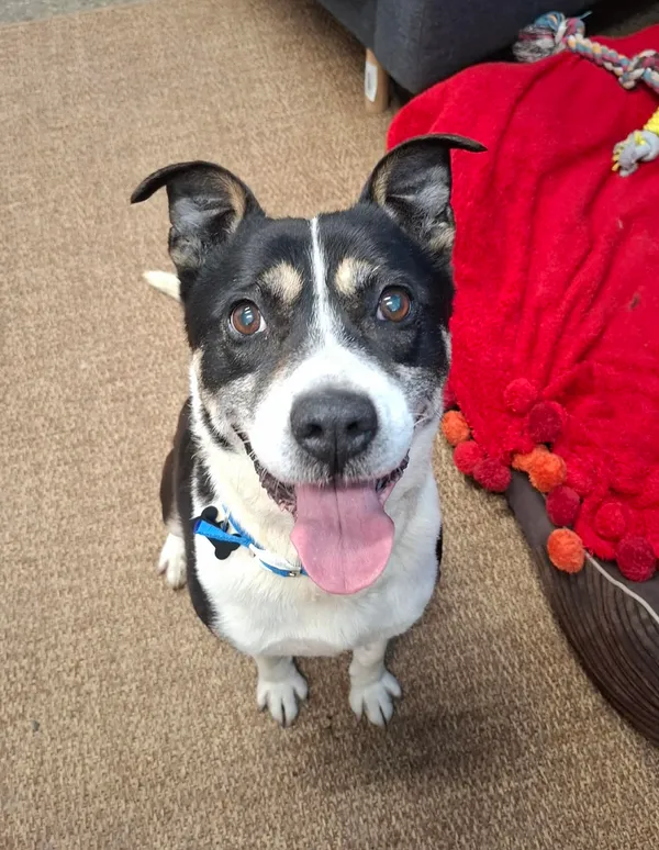 Znaleziono psa, Szczecin, 30 listopada 2025 (1/3)