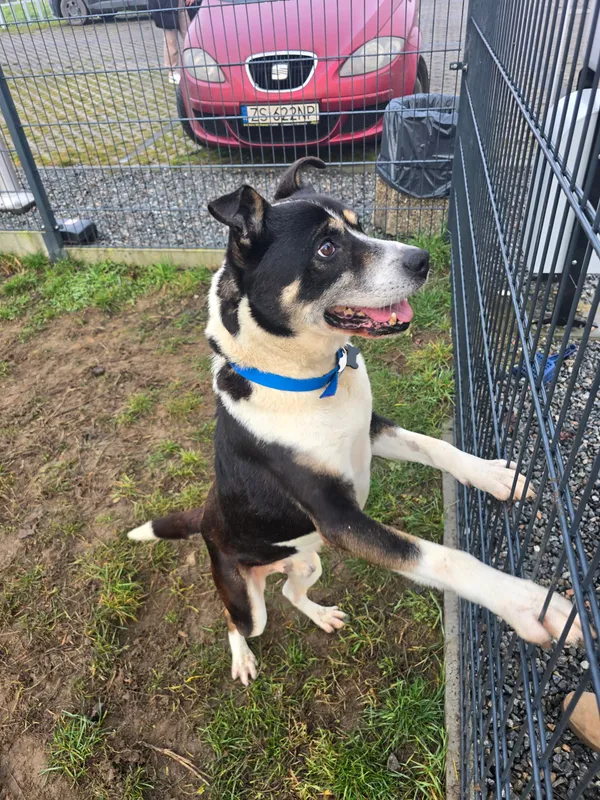 Znaleziono psa, Szczecin, 30 listopada 2025 (2/3)