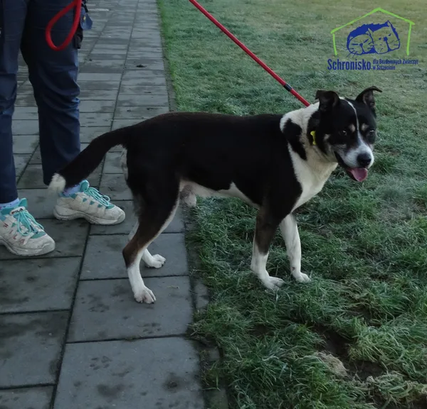 Znaleziono psa, Szczecin, 30 listopada 2025 (3/3)