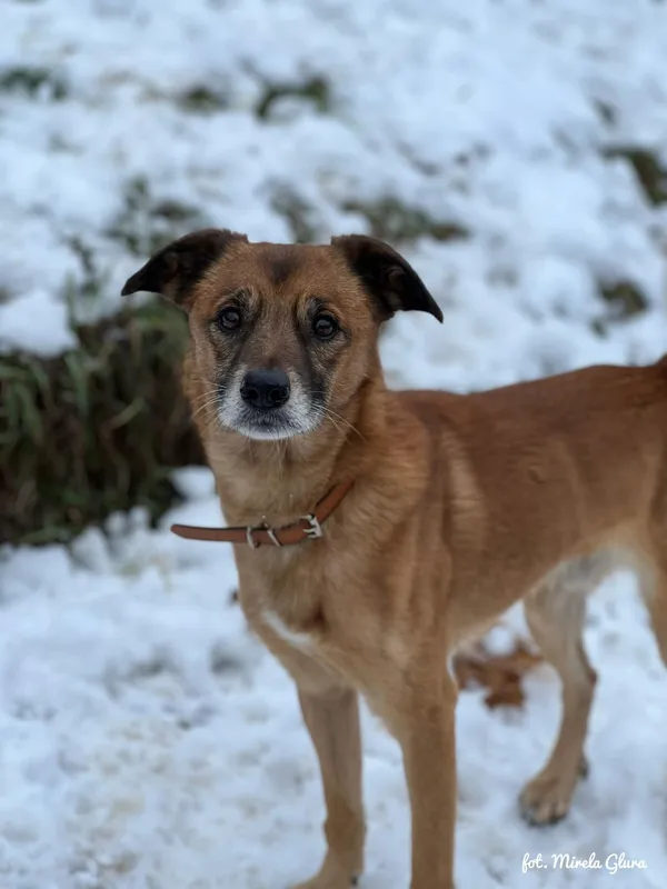 Pies do adopcji, Bydgoszcz, 1 grudnia 2025 (2/5)