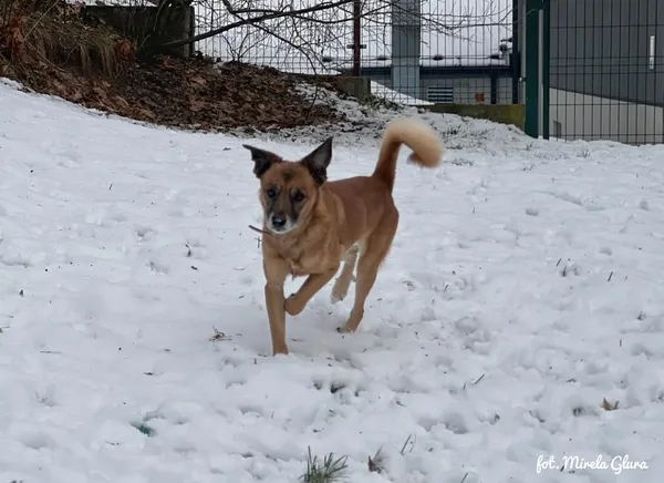 Pies do adopcji, Bydgoszcz, 1 grudnia 2025 (4/5)