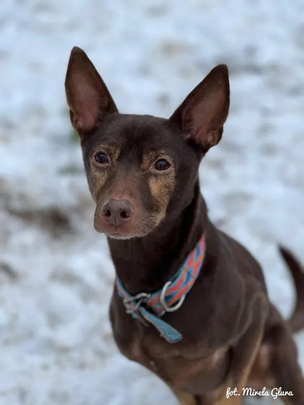 Pies do adopcji, Bydgoszcz, 1 grudnia 2025 (1/4)