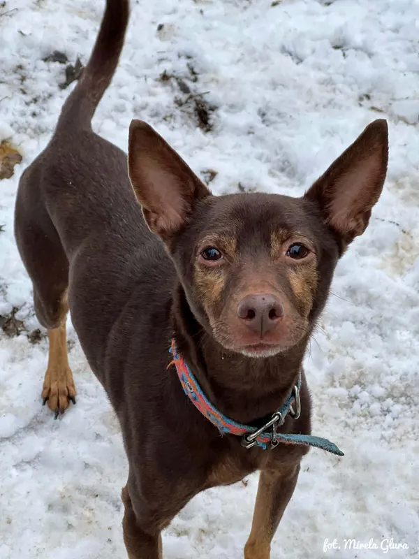 Pies do adopcji, Bydgoszcz, 1 grudnia 2025 (3/4)