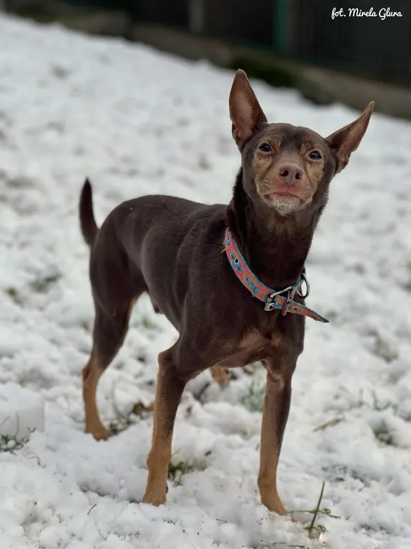 Pies do adopcji, Bydgoszcz, 1 grudnia 2025 (4/4)