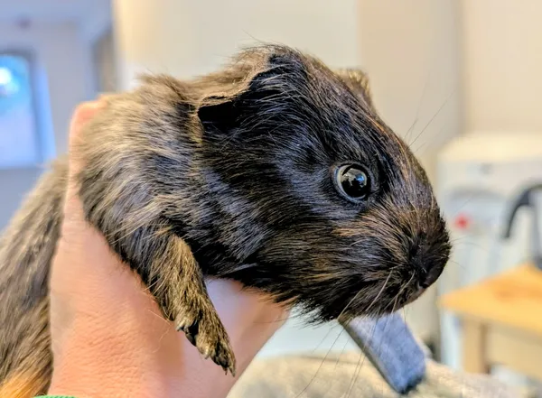 Znaleziono zwierzę, Lublin, 30 listopada 2025