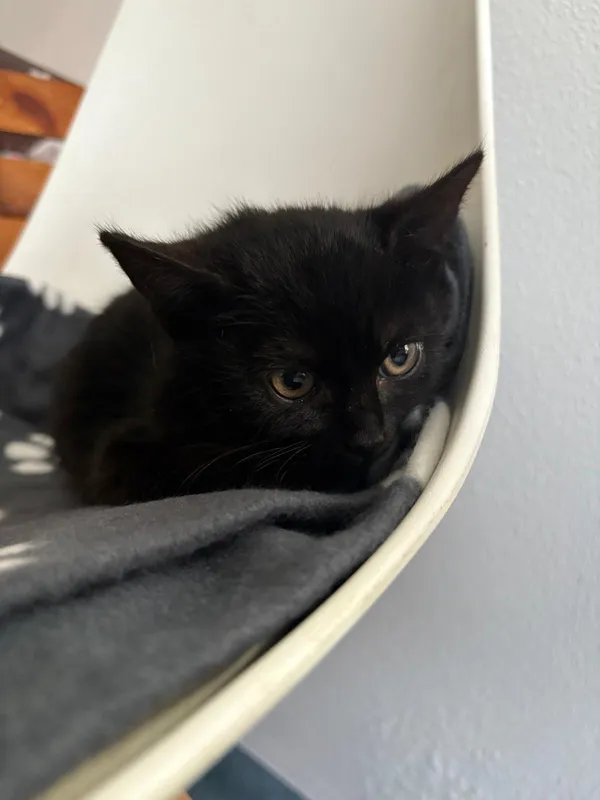 Kot do adopcji, Czartki, 1 grudnia 2025 (1/2)