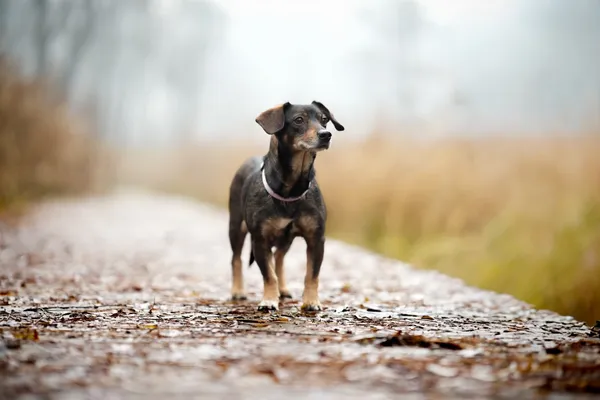 Znaleziono psa, Sosnowiec, 30 listopada 2025 (4/5)
