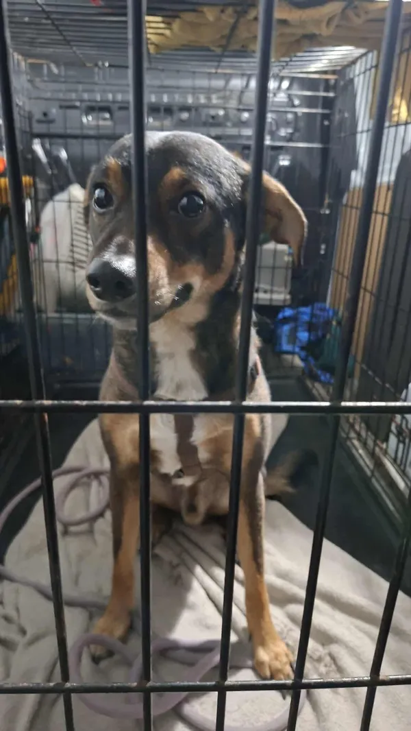 Znaleziono psa, Sosnowiec, 28 listopada 2025