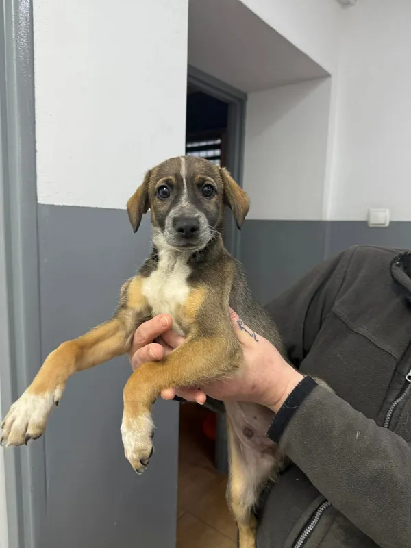 Znaleziono psa, Sosnowiec, 28 listopada 2025