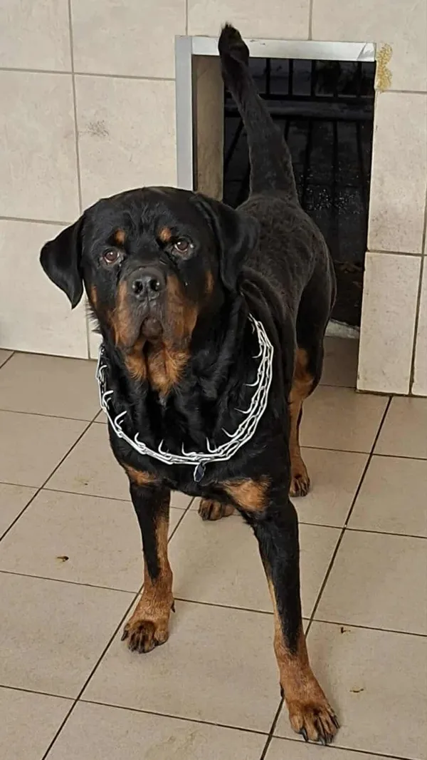 Znaleziono psa, Sosnowiec, 28 listopada 2025