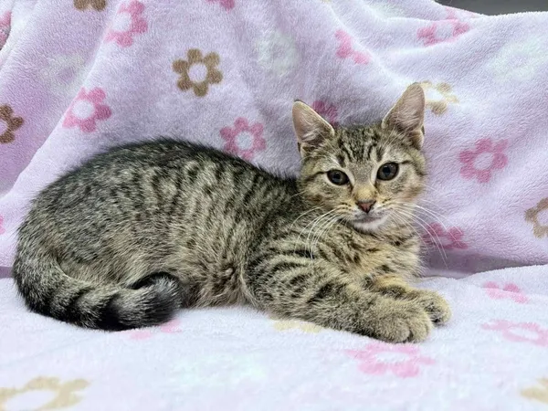 Znaleziono kota, Chojnice, 19 listopada 2025