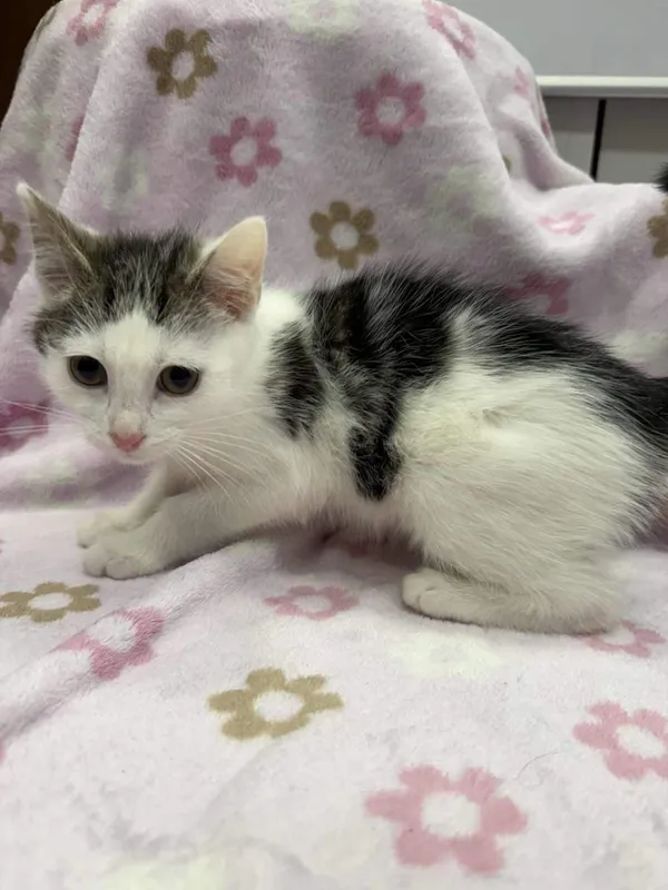 Znaleziono kota, Chojnice, 19 listopada 2025