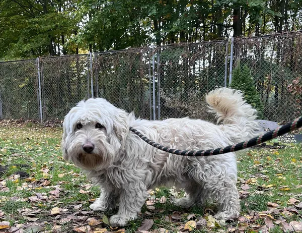 Pies do adopcji, Włocławek, 15 października 2025 (3/3)