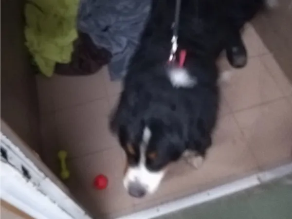 Znaleziono psa, Bydgoszcz, 30 listopada 2025