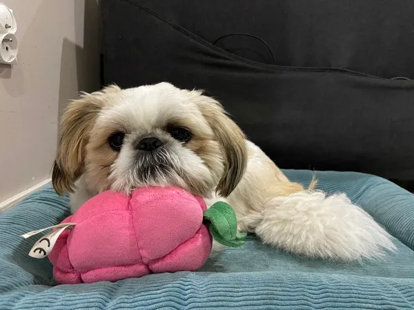 Zaginął pies, Woźnice, 2 grudnia 2025 (4/4)