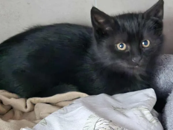 Znaleziono kota, Sosnowiec, 30 listopada 2025