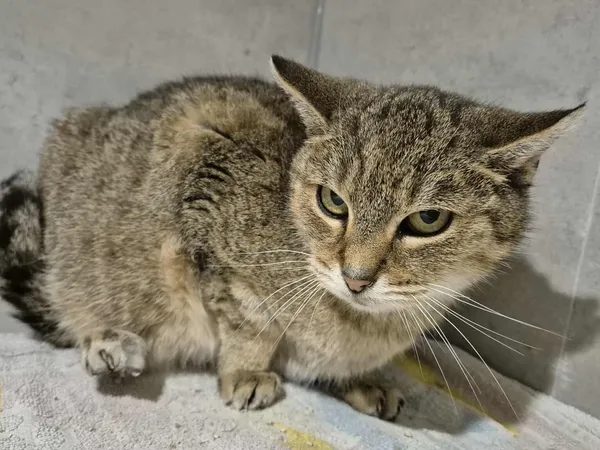 Znaleziono kota, Sosnowiec, 28 listopada 2025