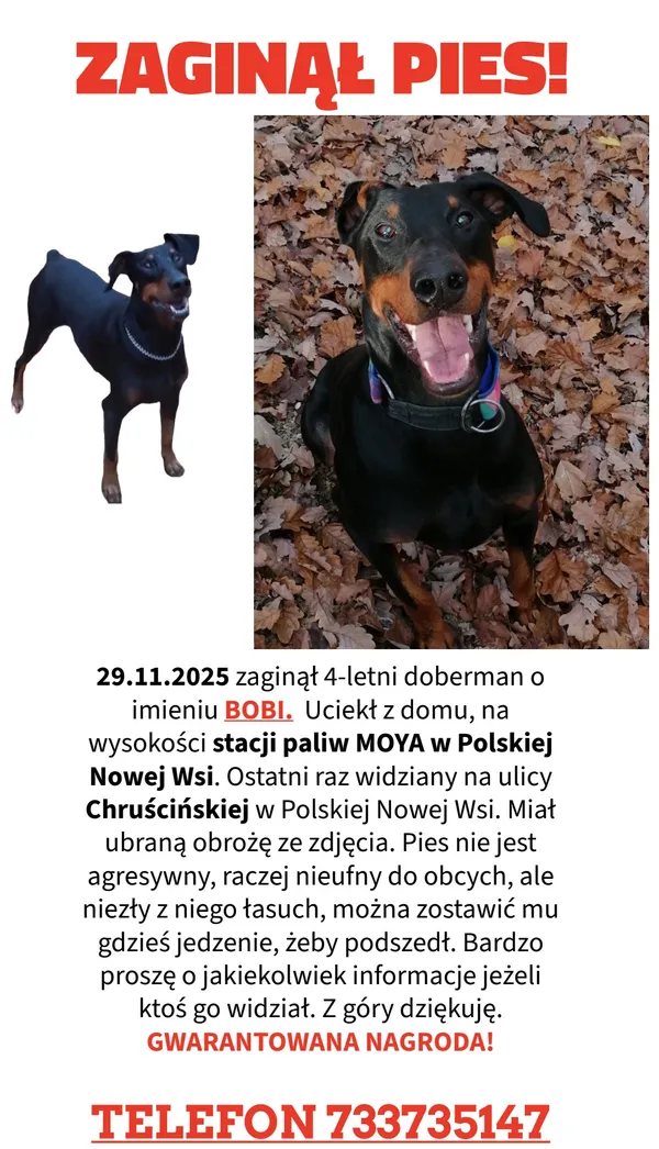 Zaginął pies, Polska Nowa Wieś, 2 grudnia 2025 (1/3)