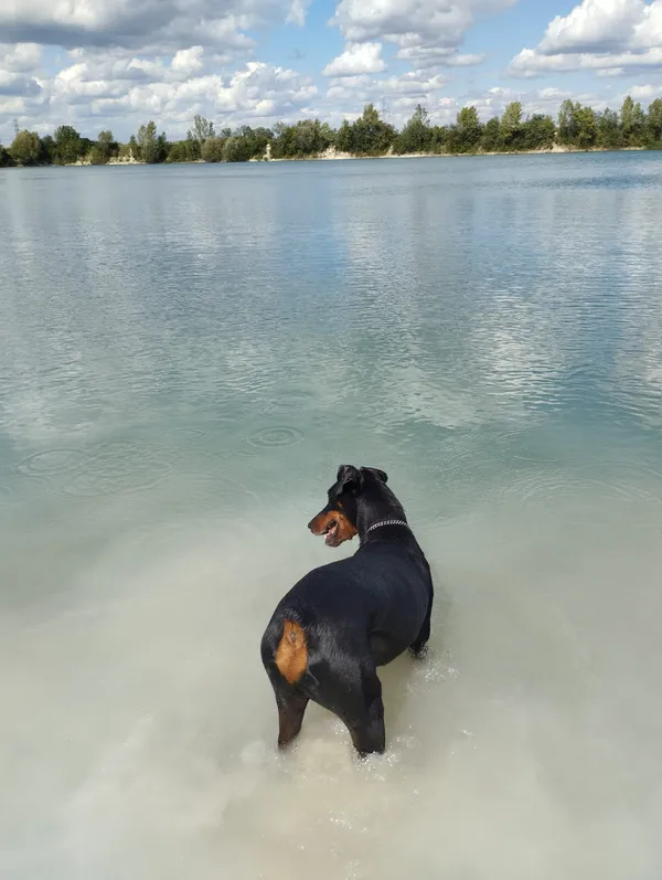 Zaginął pies, Polska Nowa Wieś, 2 grudnia 2025 (3/3)