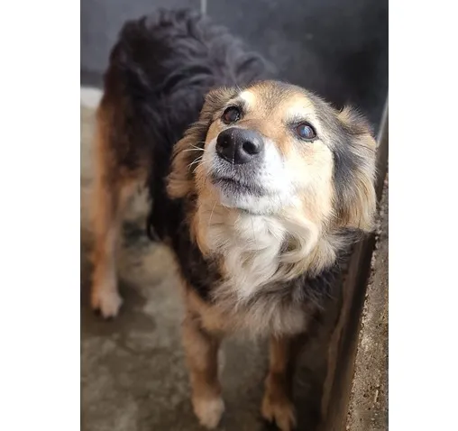 Pies do adopcji, Wrocław, 29 listopada 2025