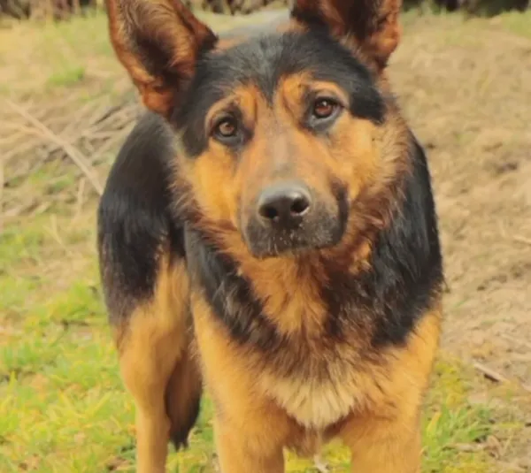 Pies do adopcji, Głowno, 10 listopada 2025 (1/5)