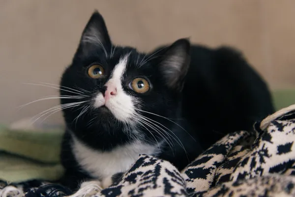 Znaleziono kota, Sosnowiec, 1 grudnia 2025 (2/2)