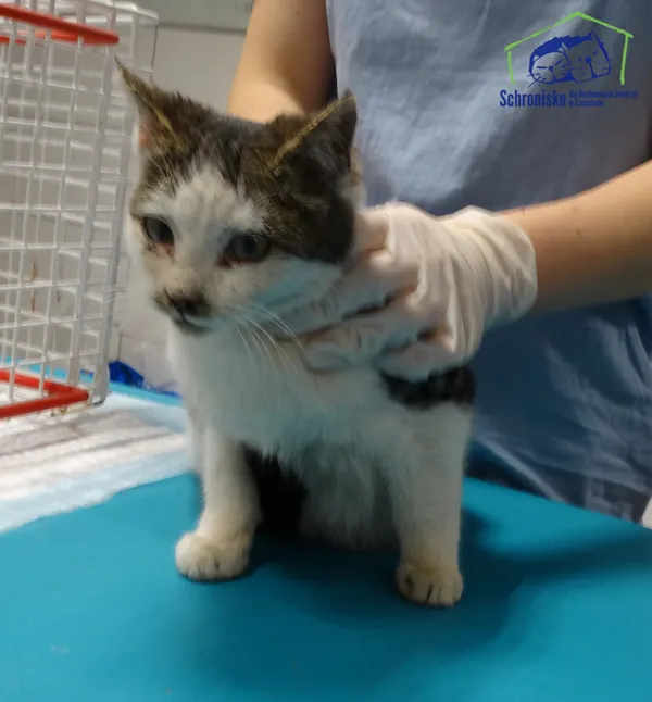 Znaleziono kota, Szczecin, 2 grudnia 2025