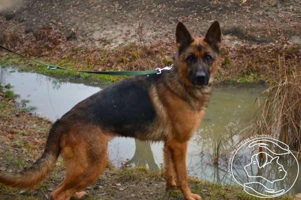 Pies do adopcji, Chełmek, 3 listopada 2025