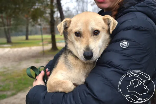 Pies do adopcji, Chełmek, 30 października 2025