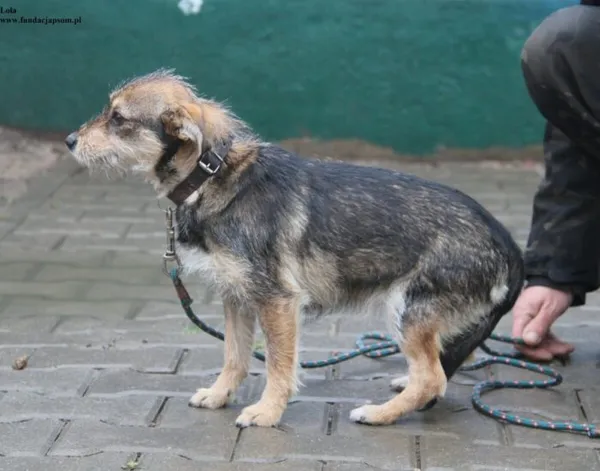 Pies do adopcji, Nowy Dwór Mazowiecki, 2 grudnia 2025 (5/5)