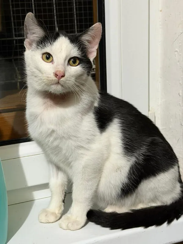 Kot do adopcji, Głowno, 2 grudnia 2025 (1/4)