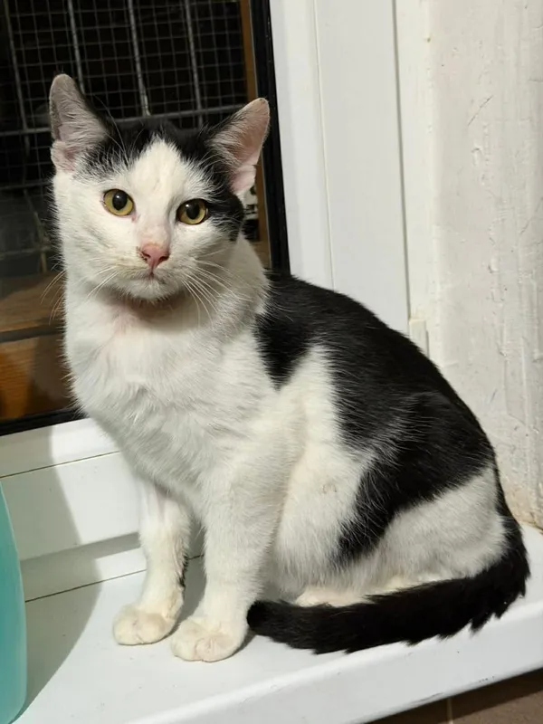 Kot do adopcji, Głowno, 2 grudnia 2025 (2/4)